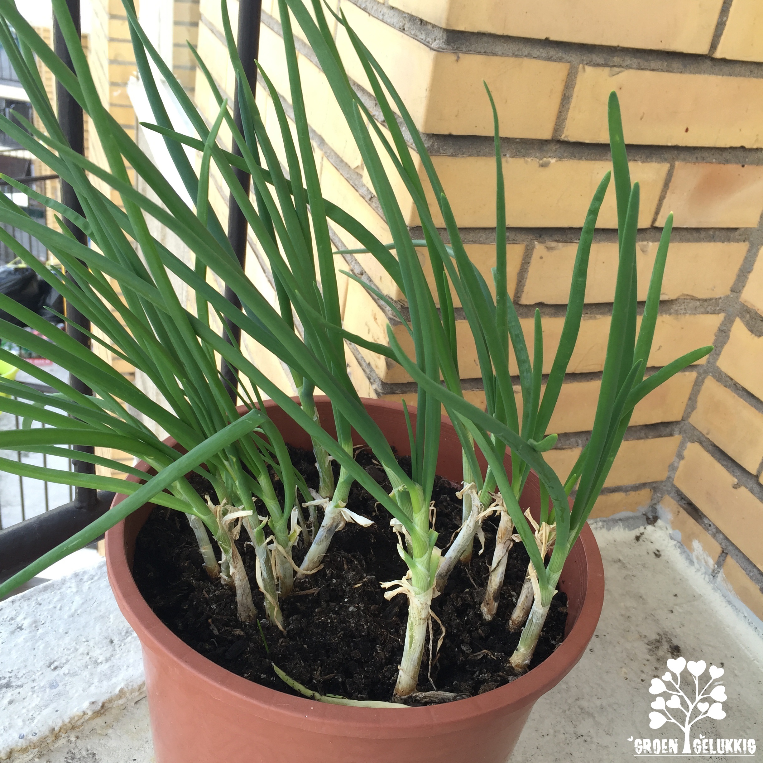 Lente-ui Urban Gardening Lente-ui Urban Gardening