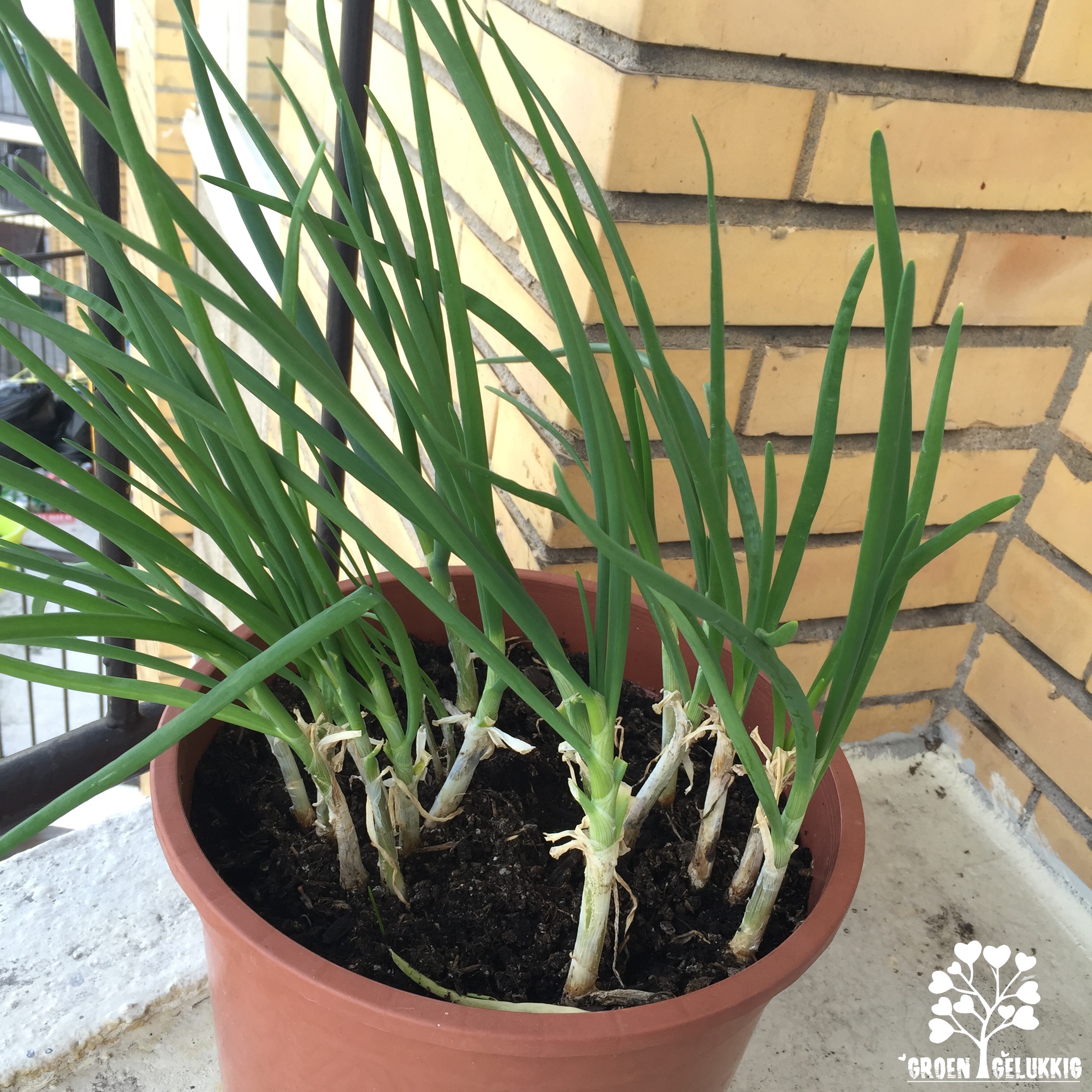 Lente-ui Urban Gardening